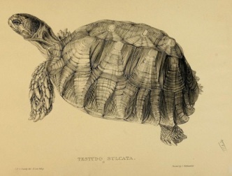 An illustration from the book, "Tortoises, Terrapins, and Turtles: Drawn from Life," by James de Carle Sowerby and Edward Lear, published in 1872.